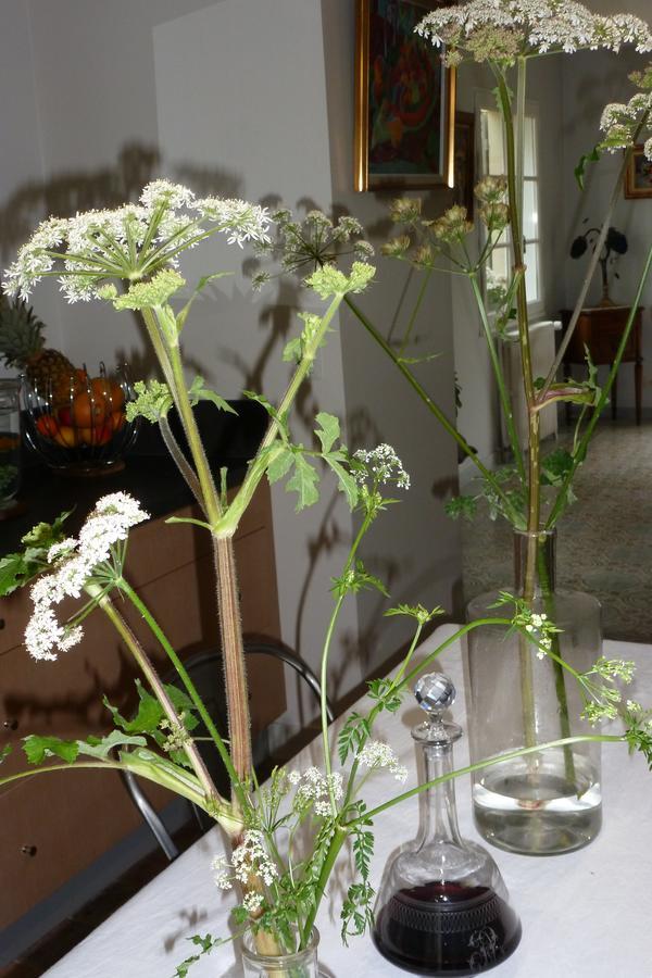 Le Petit Matin Bed & Breakfast Bayeux Bagian luar foto